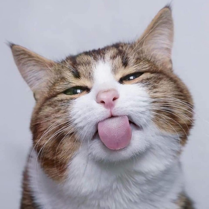 Create meme: The cat sticks out his tongue, happy cat, a cat with his tongue hanging out