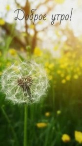 Create meme: dandelion macro, dandelions in the spring, dandelion