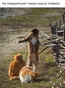 Создать мем: коты, смешная драка котов, Кошка