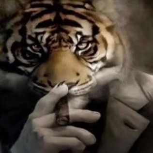 Create meme: tiger tiger, Avatar tiger, The brutal tiger