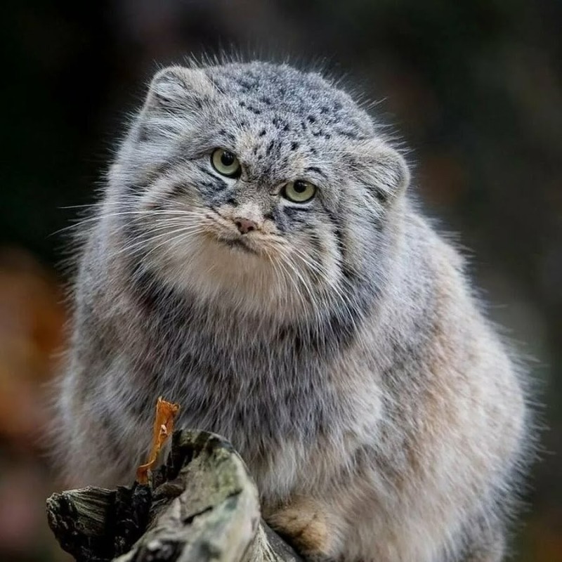 Create meme: animal manul, mountain cat manul, wild cat manul