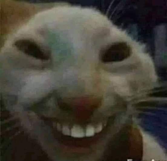 Create meme: cat with teeth, smiling cat , meme cat with teeth