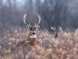 Создать мем: я олень, олень мемы, наивный олень мем