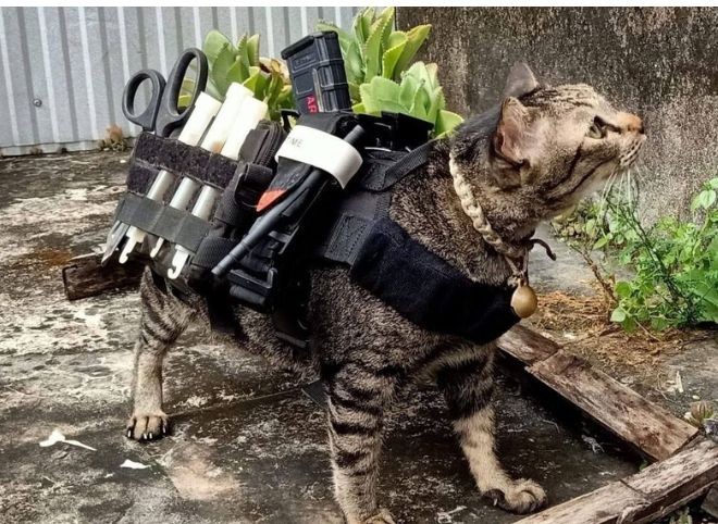 Создать мем: котик с оружием, тактическая кошка, кот боевой