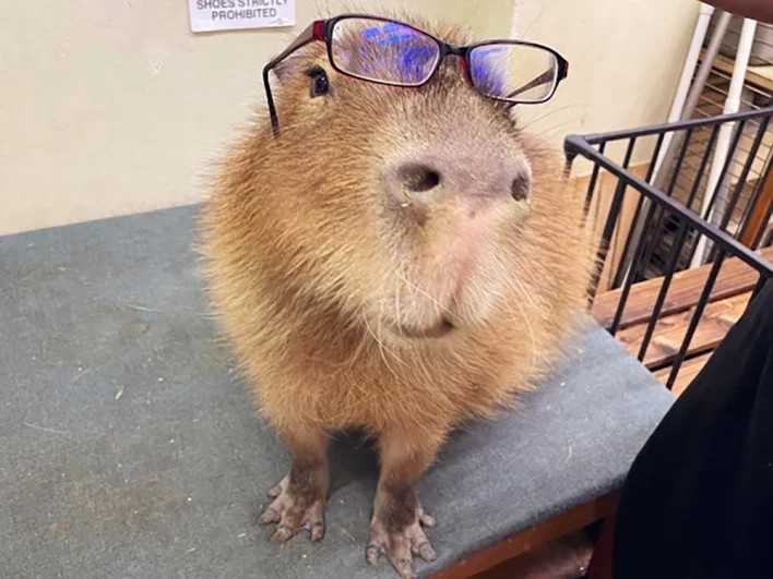 Create meme: capybara, a pet capybara, capybara capybara