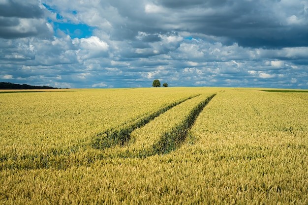 Create meme: wheat fields, landscape of the field, landscape field