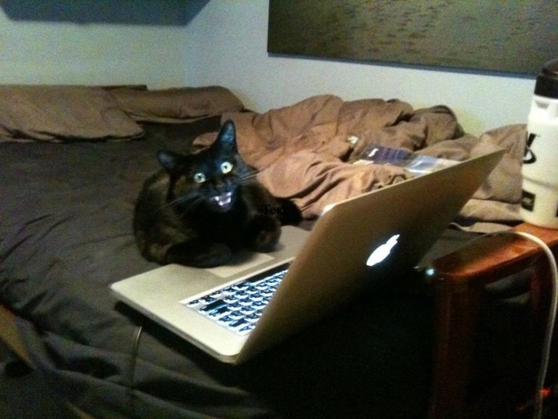 Create meme: meme cat , cat with laptop, cat 