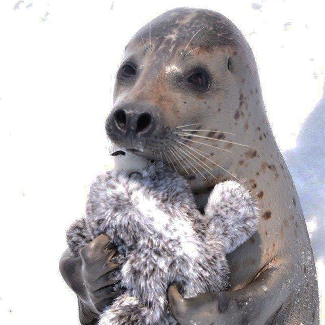 Create meme: pinniped seals, seals, a seal with a baby seal