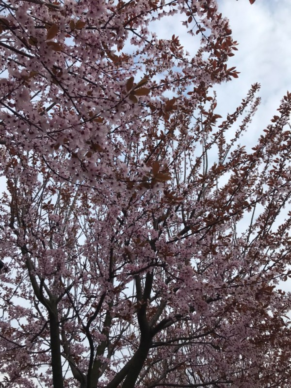 Create meme: cherry blossoms , Sakura sakura Kiku - Shidare, Sakura 