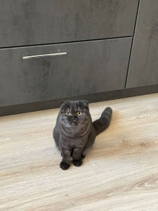 Create meme: Scottish fold, cat, British cat