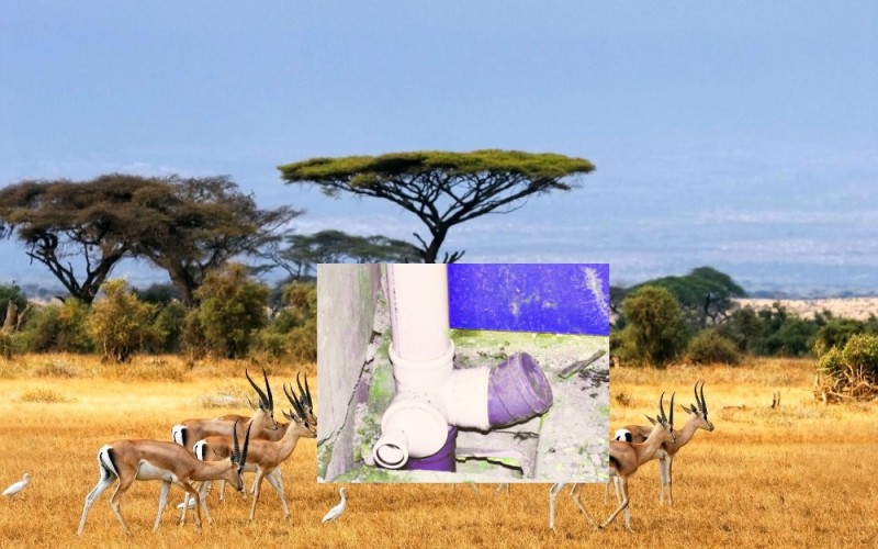 Create meme: animals of the savannah of Africa, The natural areas of Africa are savannas, wildlife of africa