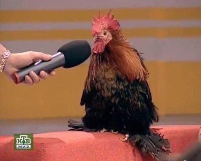 Create meme: cock with microphone meme, rooster , cock funny