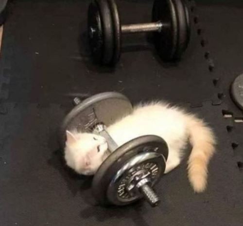 Create meme: a cat with a barbell, cat and dumbbells, the cat is swinging