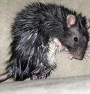 Create meme: pet rat, rat