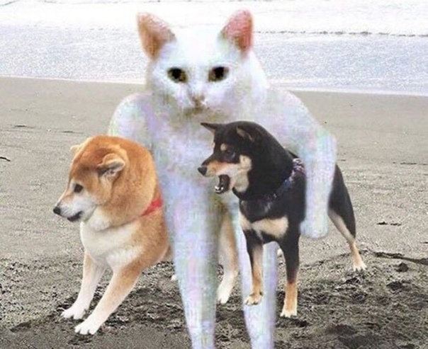 Создать мем: shiba inu, сиба ину, корги и сиба ину мем