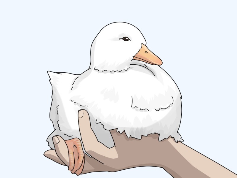 Create meme: goose art, cute goose, animeshny goose