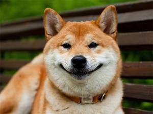 Create meme: dog breed Shiba, breed Shiba, dog breeds Shiba inu