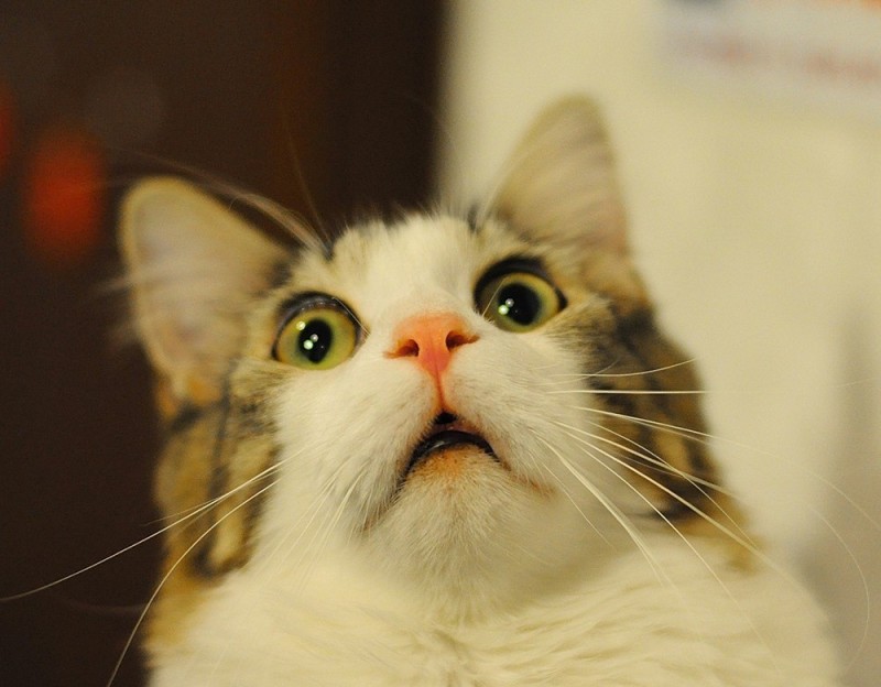 Create meme: scared cat meme, cat meme , the surprised cat meme