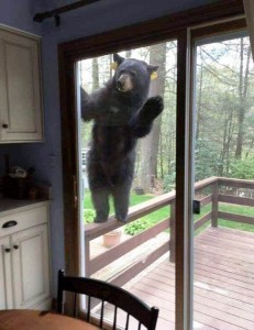Create meme: window bear, the bear looks out of the window, bear outside the window