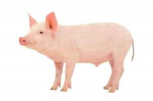 Create meme: pig, pig on white background, pig on white background