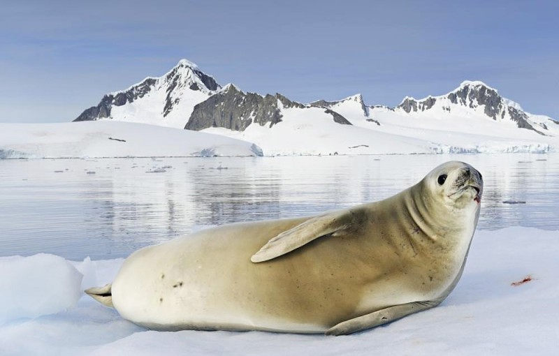 Создать мем: антарктида тюлени, канадский тюлень, морской лев антарктиды