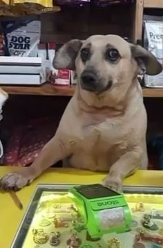 Create meme: dogs , the dog behind the cash register, The animal is a dog