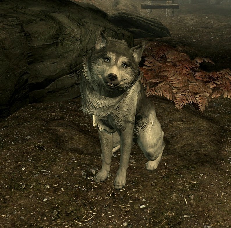 Create meme: Fallout 3 dog, The wolf of Skyrim, the elder scrolls v: skyrim