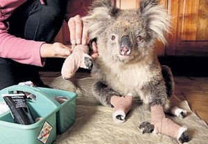 Создать мем: маленькая коала, koala, сэм коала