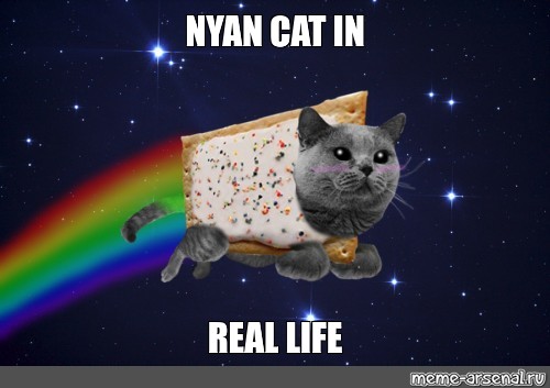nyan cat in real life