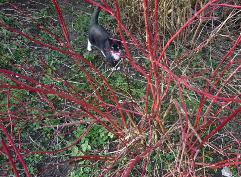 Создать мем: растение, дерен белый (cornus alba `aurea`), дерен кроваво красный midwinter fire