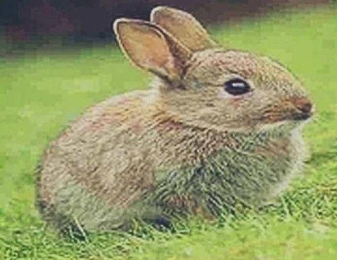 Create meme: little rabbits, rabbit , wild rabbit
