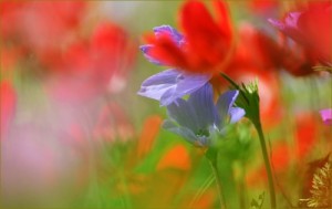 Create meme: meadow, Wallpaper, flower poppy