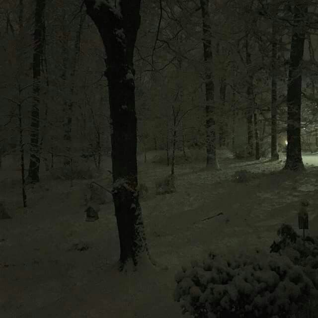 Create meme: Winter forest, winter night landscape, the landscape is gloomy