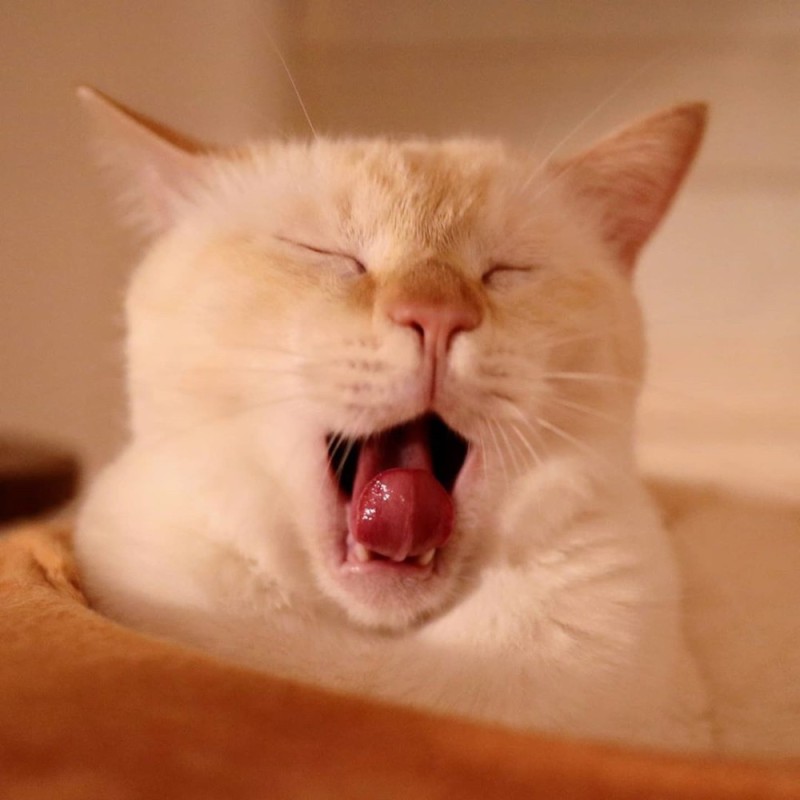 Create meme: cat yawns meme, happy cat, yawning cat