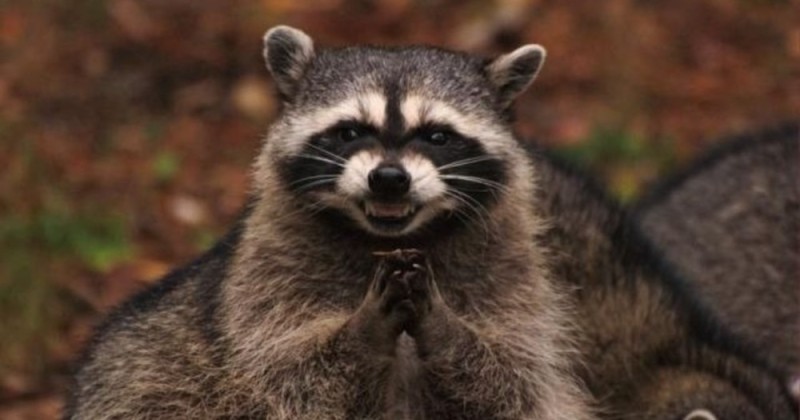 Create meme: meme raccoon , evil raccoon, sly raccoon 