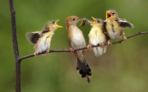 Create meme: the birds singing, pictures of birds joyful, birds