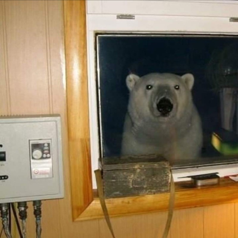 Create meme: The bear has come, home bear, A polar bear looks in the window