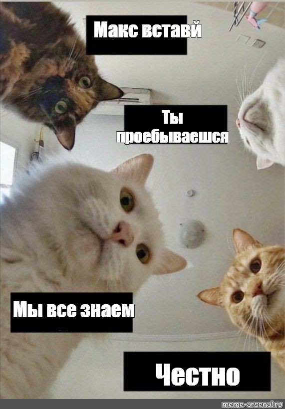 Meme max. Коты мемы.