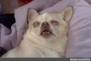 Create meme: sleepy meme, cat, memes with dogs