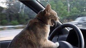 Create meme: funny animals, behind the wheel, cat driving pictures