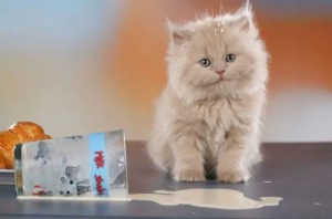 Create meme: fluffy kitten, Persian cat, long-haired kittens