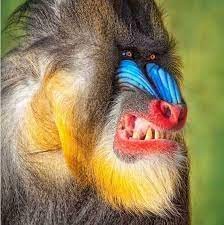 Create meme: baboon mandrill, mandrill female