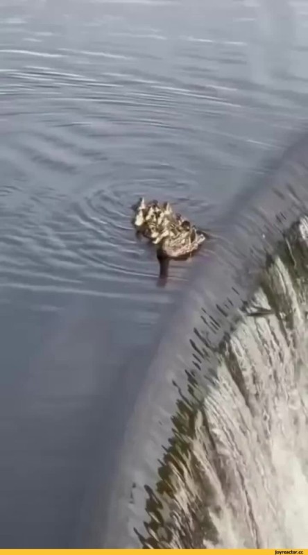 Create meme: cat , duck , alligator 