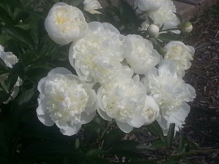 Create meme: Peony duchesse de nemours, peony white terry, flowers are white peonies