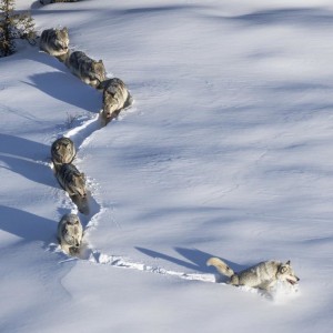 Create meme: picture wolves snow wolf, the man lying on the snow, the picture wool wolf