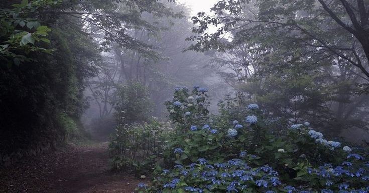 Create meme: hydrangea of the forest, hydrangeas in the misty forest, nature 