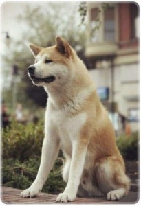 Создать мем: жду мем, akita dog, hachi