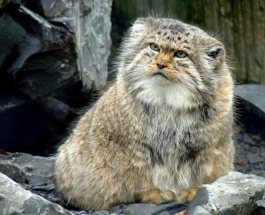 Create meme: manul, wild cat manul, pallas cat