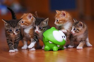 Create meme: cute kittens, kittens, kitties
