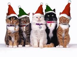 Создать мем: кошки разные, кошка кошка, christmas cat